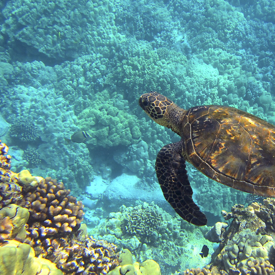 turtle in the ocean