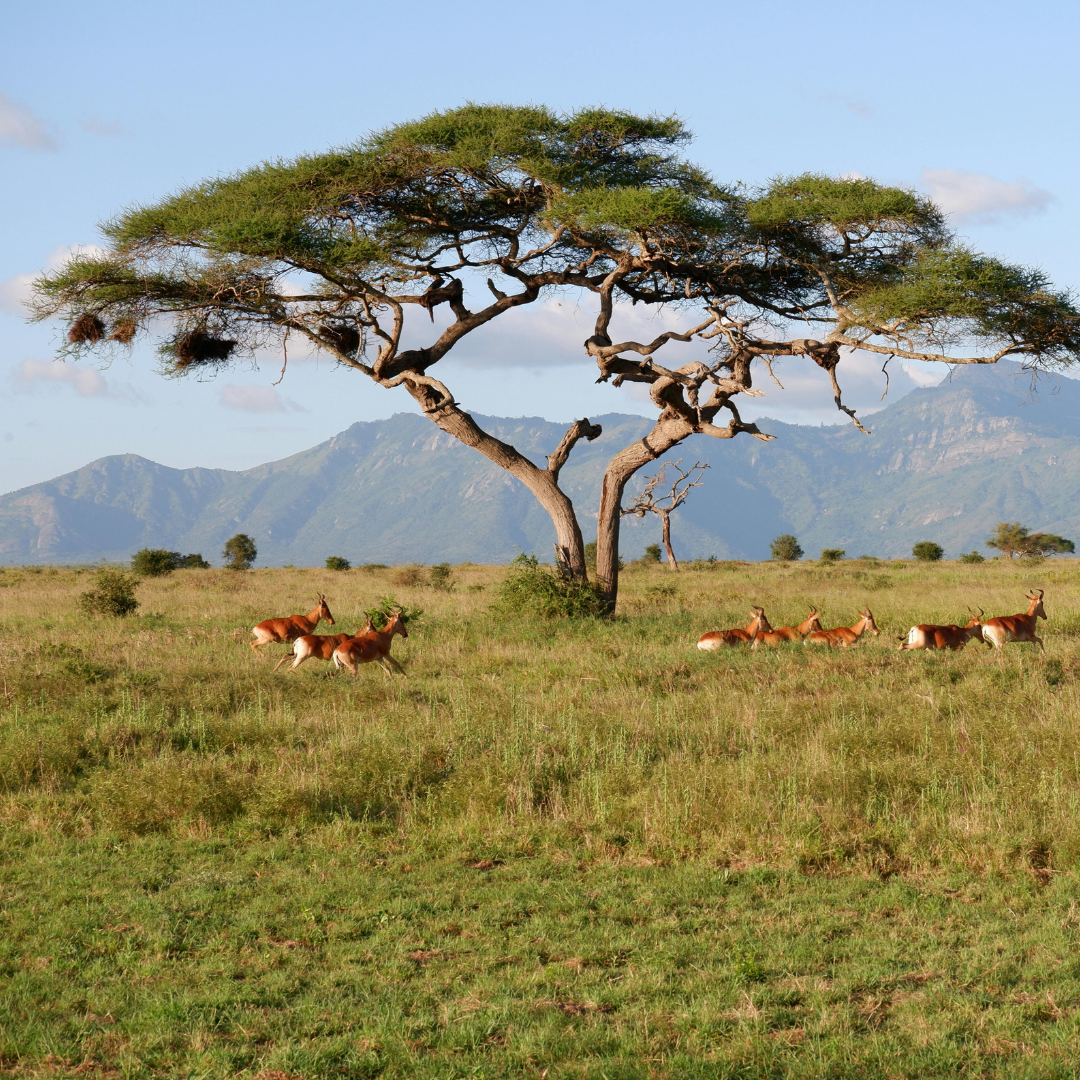 Aftican safari
