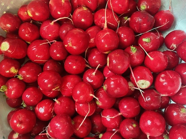 Fresh Radishes