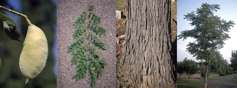 Kentucky Coffeetree Fruit, Leaves, Bark and Tree