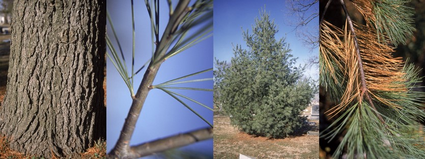 Eastern White Pine tree bark, branches, tree, and pine needles