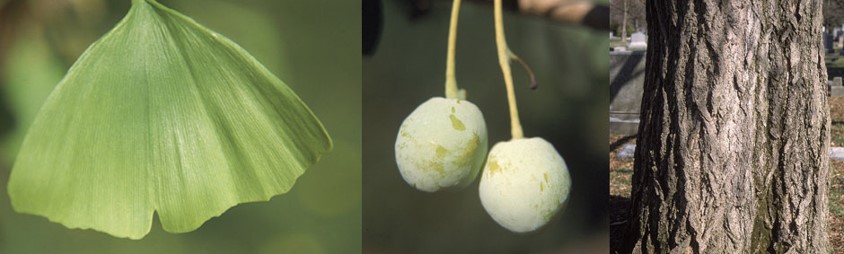 Ginkgo tree leaves, fruit and bark