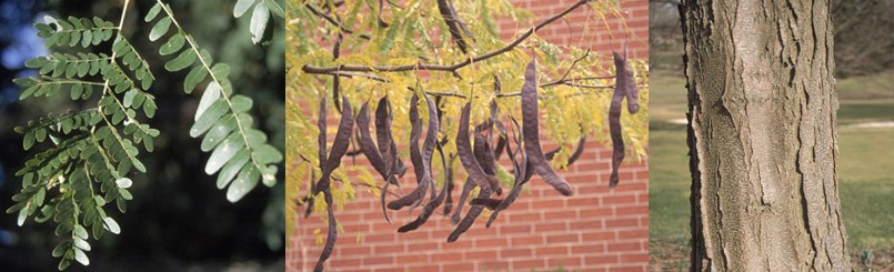 Honeylocust tree leaves, fruit and bark. 