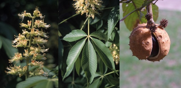 Ohio Buckeye tree flower, leaves and fruit