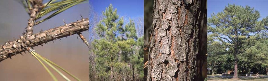 Austrain Pine tree needles, tree, and bark