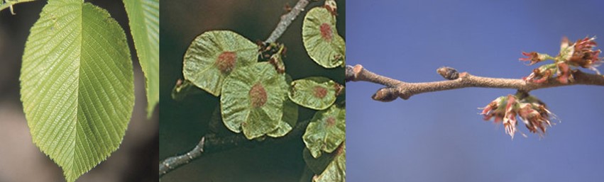 Siberian Elm tree leaves and flowers