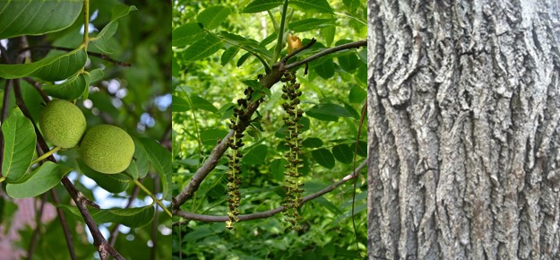 Black Walnut Tree Fruit, Flowers and bark