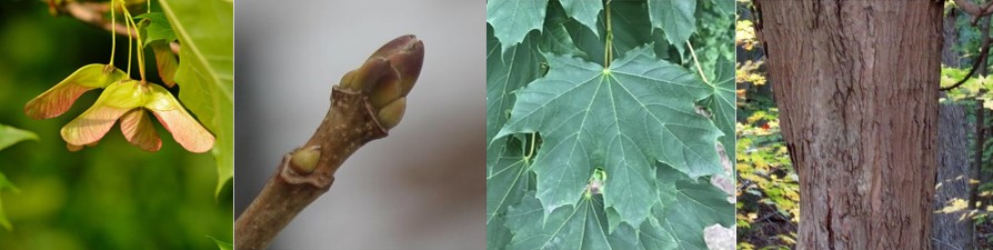 Norway Maple Tree fruit, twig, leaf and bark