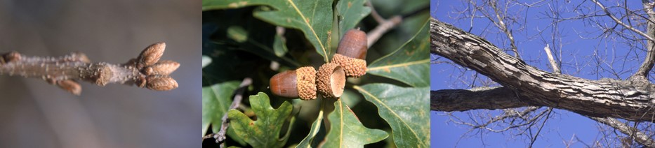 White Oak Tree buds, nuts/fruit and bark