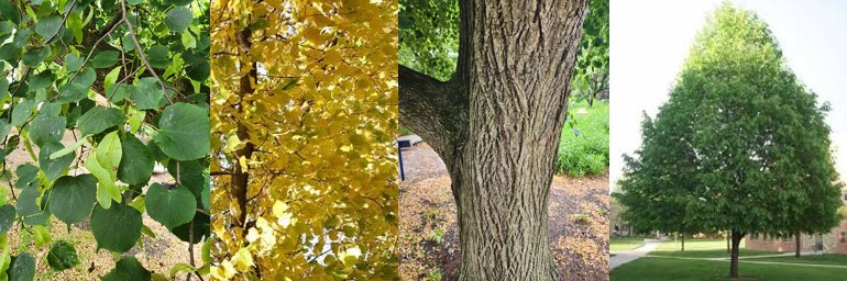 Littleleaf Linden Tree leaves, leaves in autumn, bark and whole tree