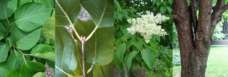 Japanese Tree Lilac leaves, buds, flowers and bark