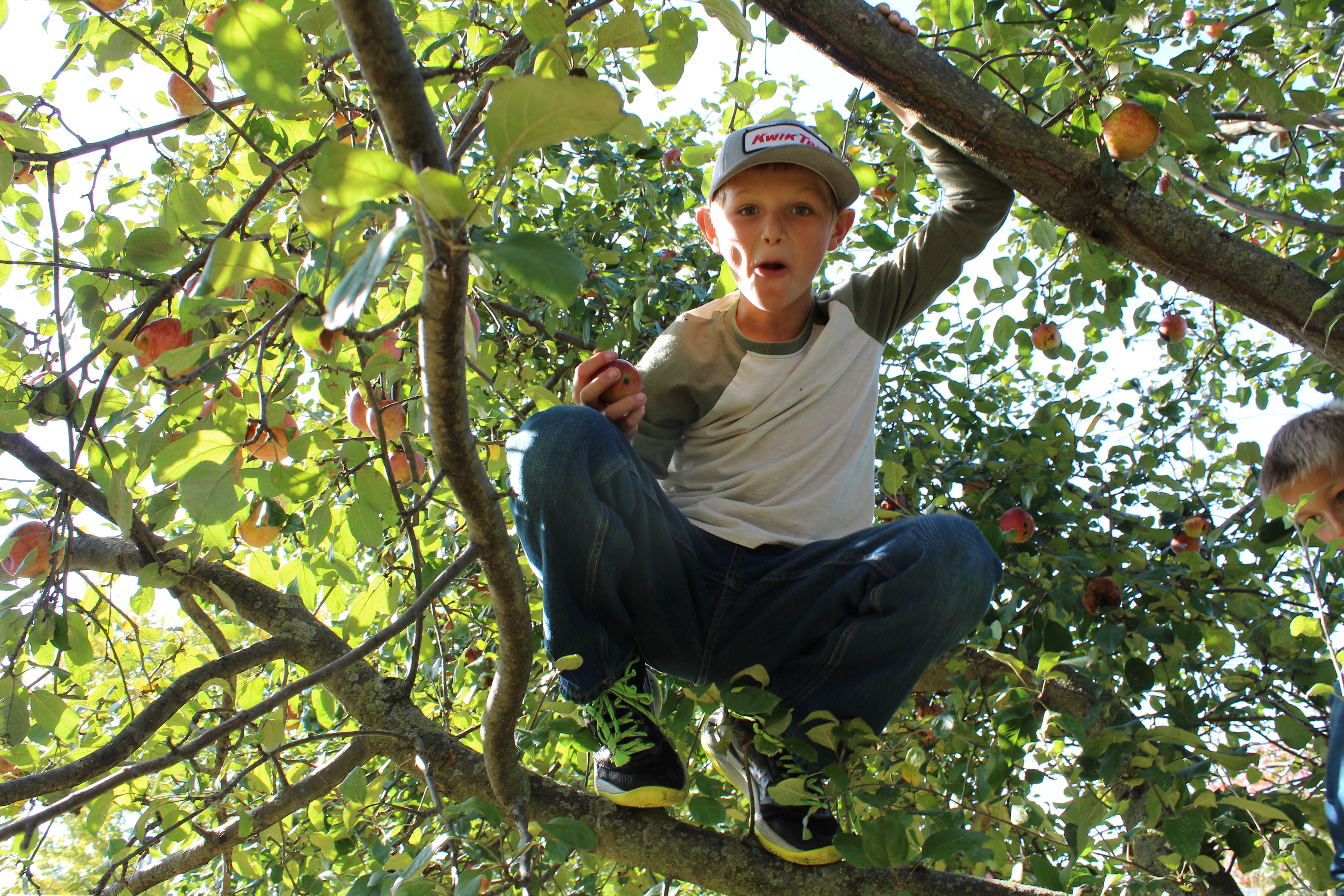 boy in a tree