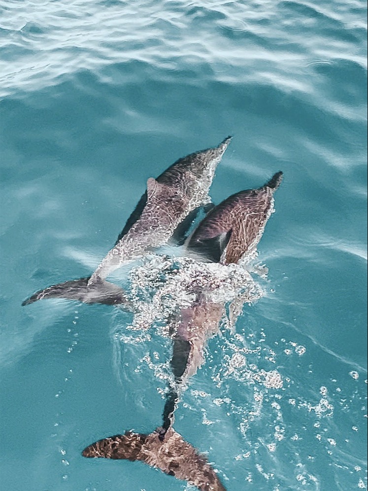 two dolphins swimming