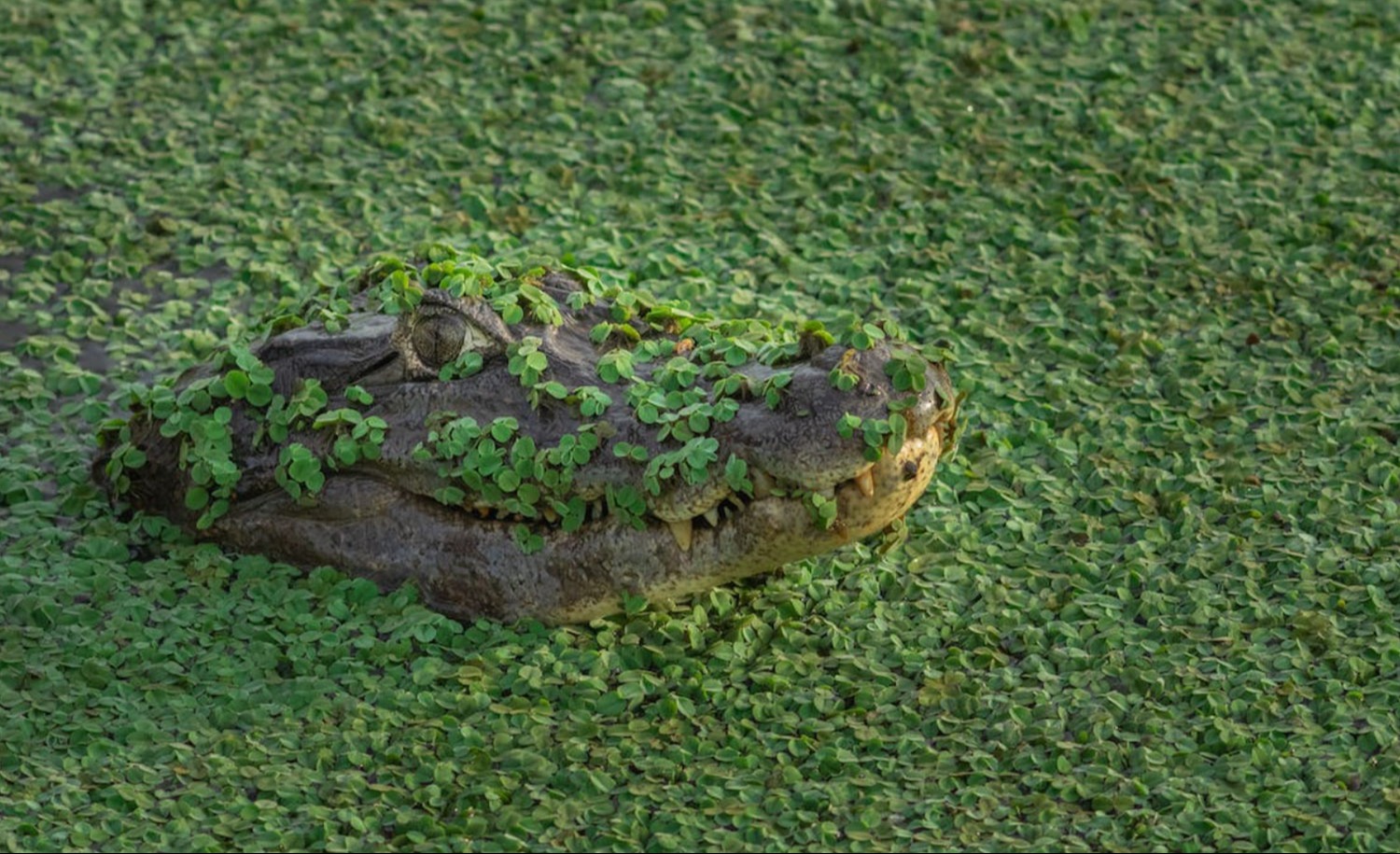 little alligator in pond