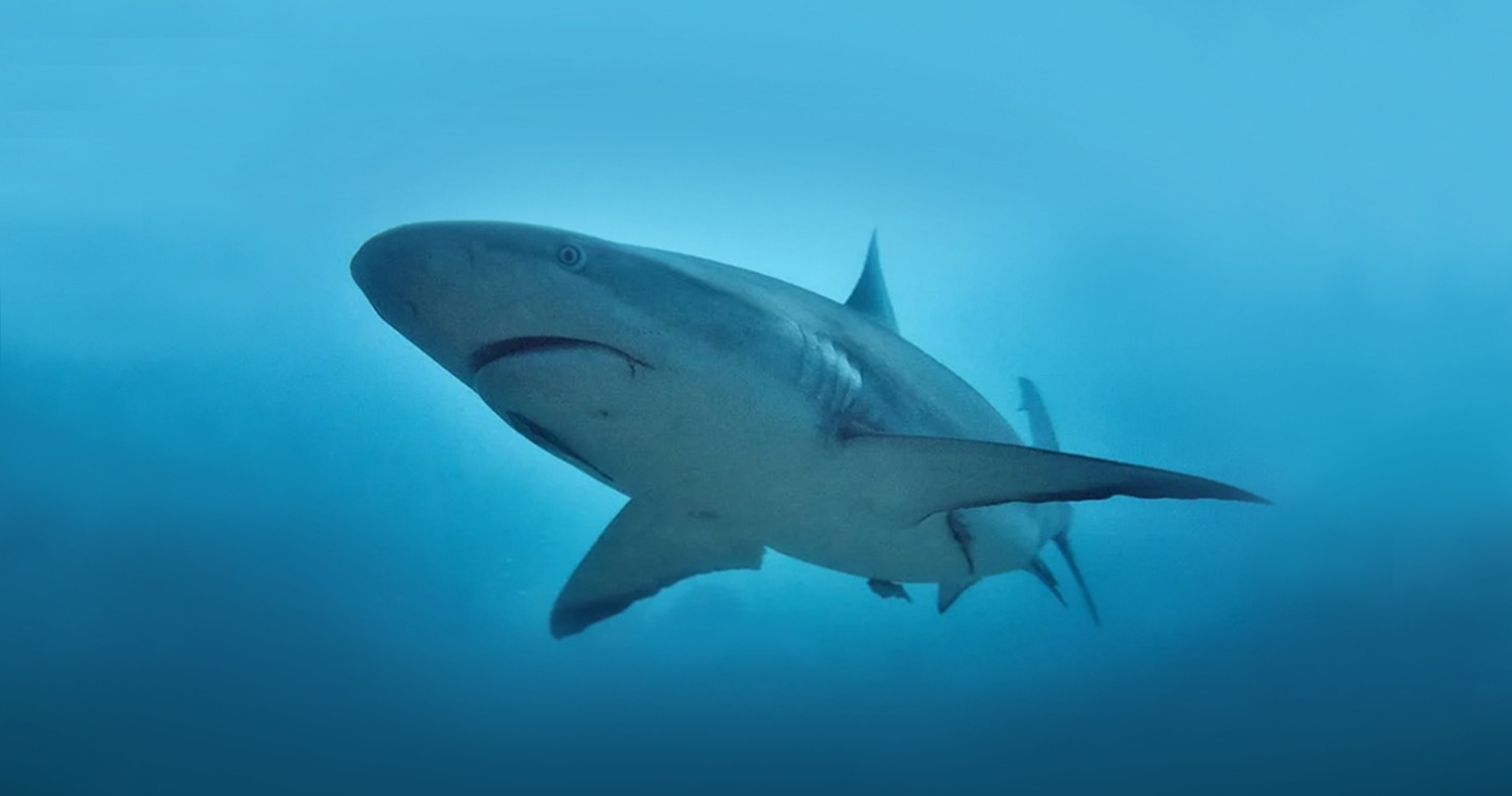 shark swimming underwater
