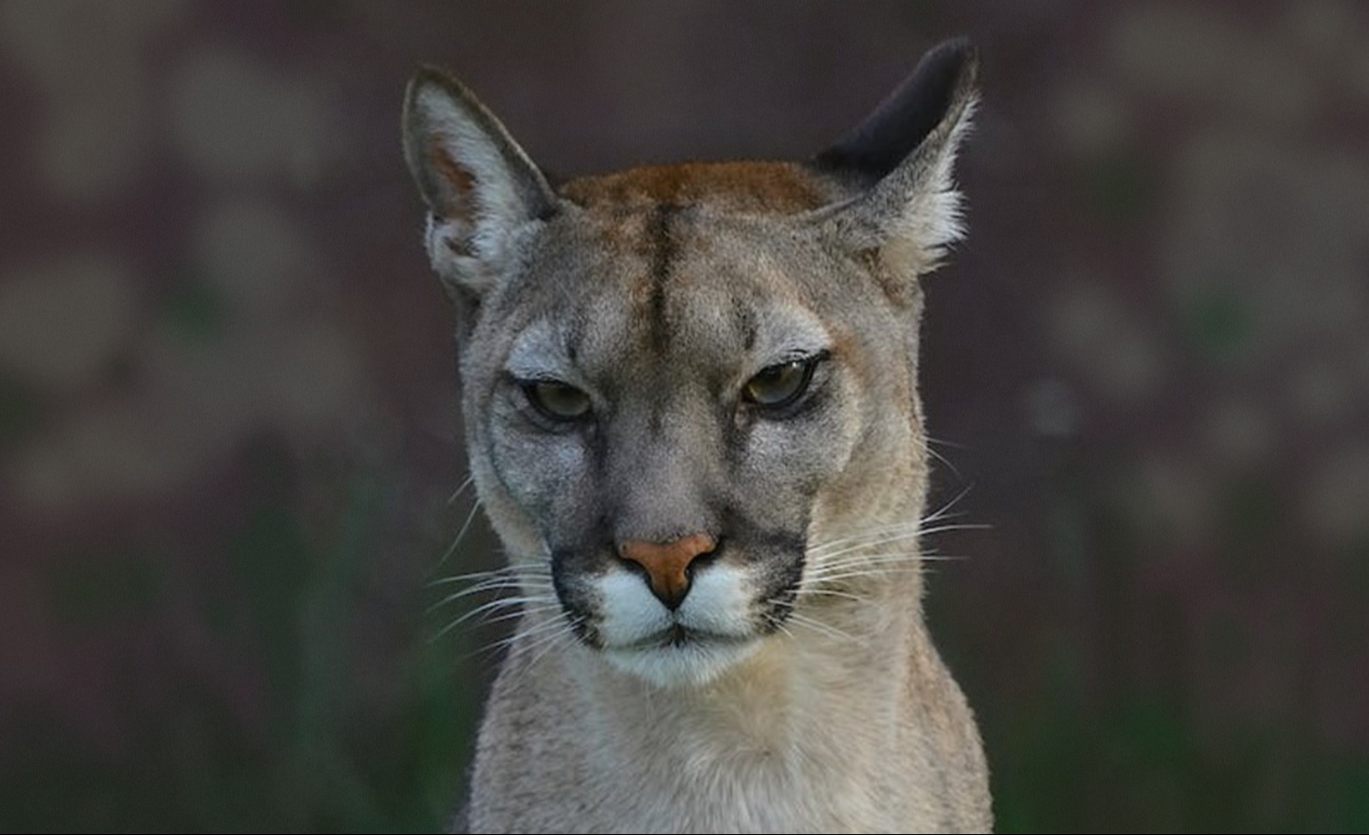 panther