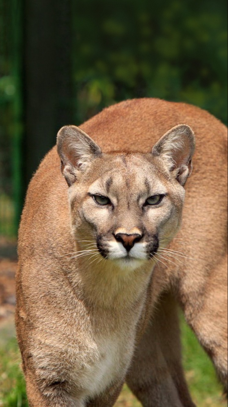 mountain lion