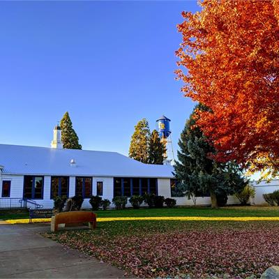 fall tree 