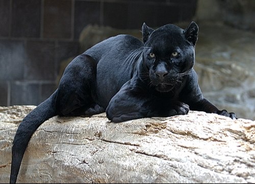 panther
