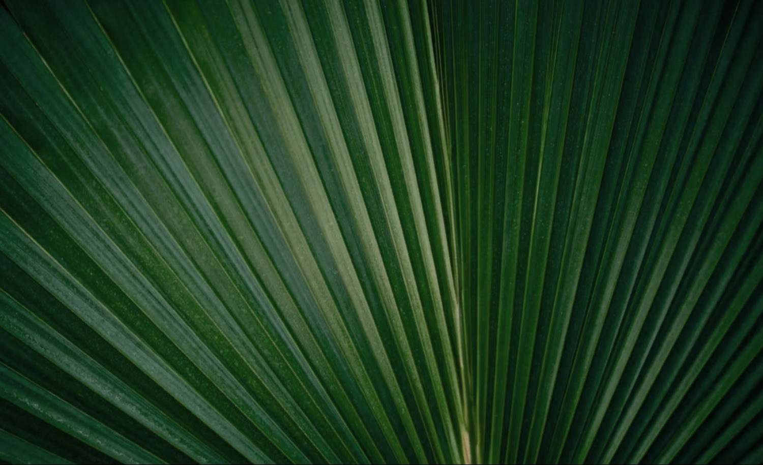 palmetto frond