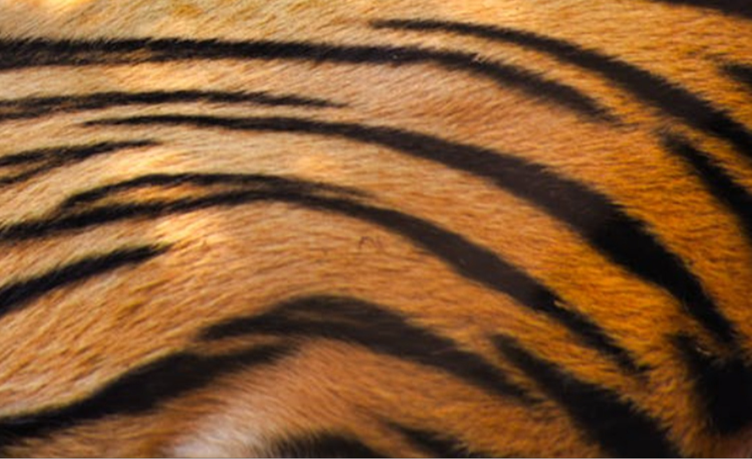 tiger stripe pattern
