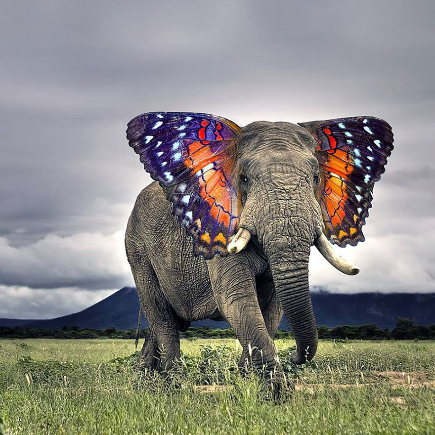 A surreal image of an elephant with colorful butterfly wings, standing in a grassy field under a cloudy sky.