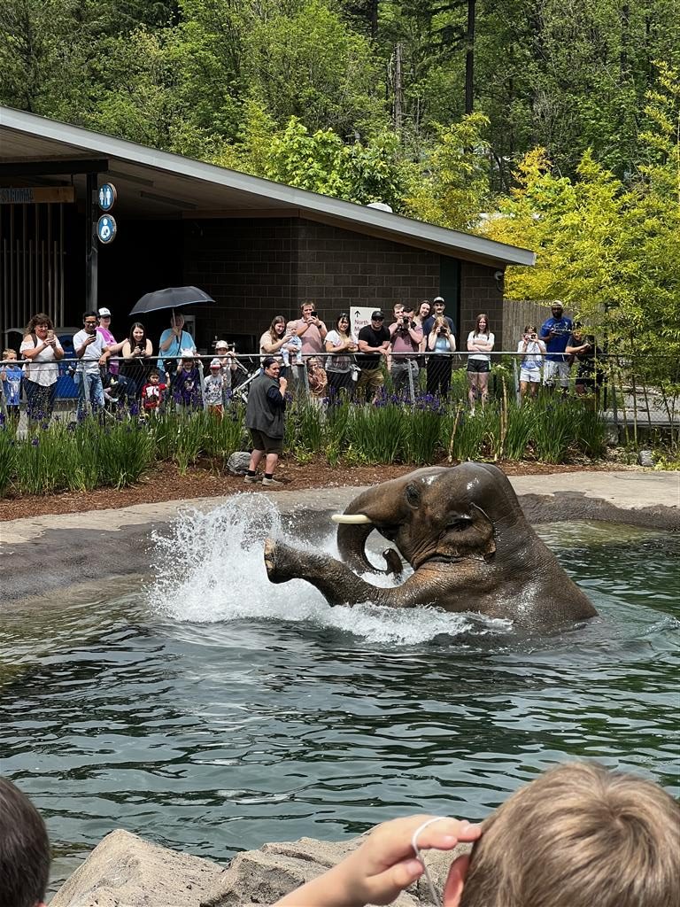 Elephant splashing in a pool at the zoo.