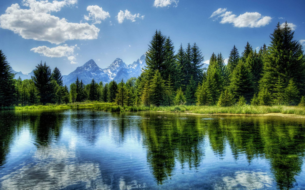 Forest and river landscape