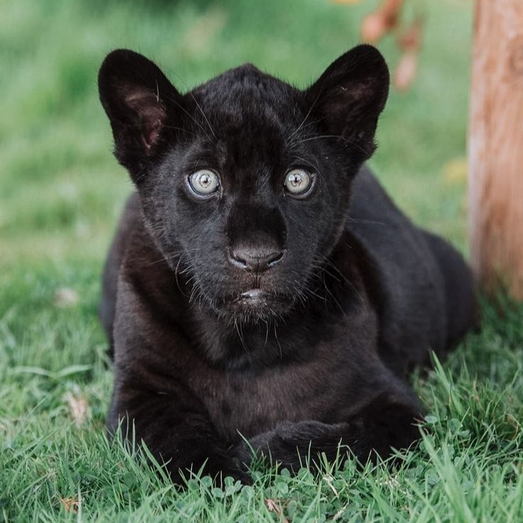 Panther Cub