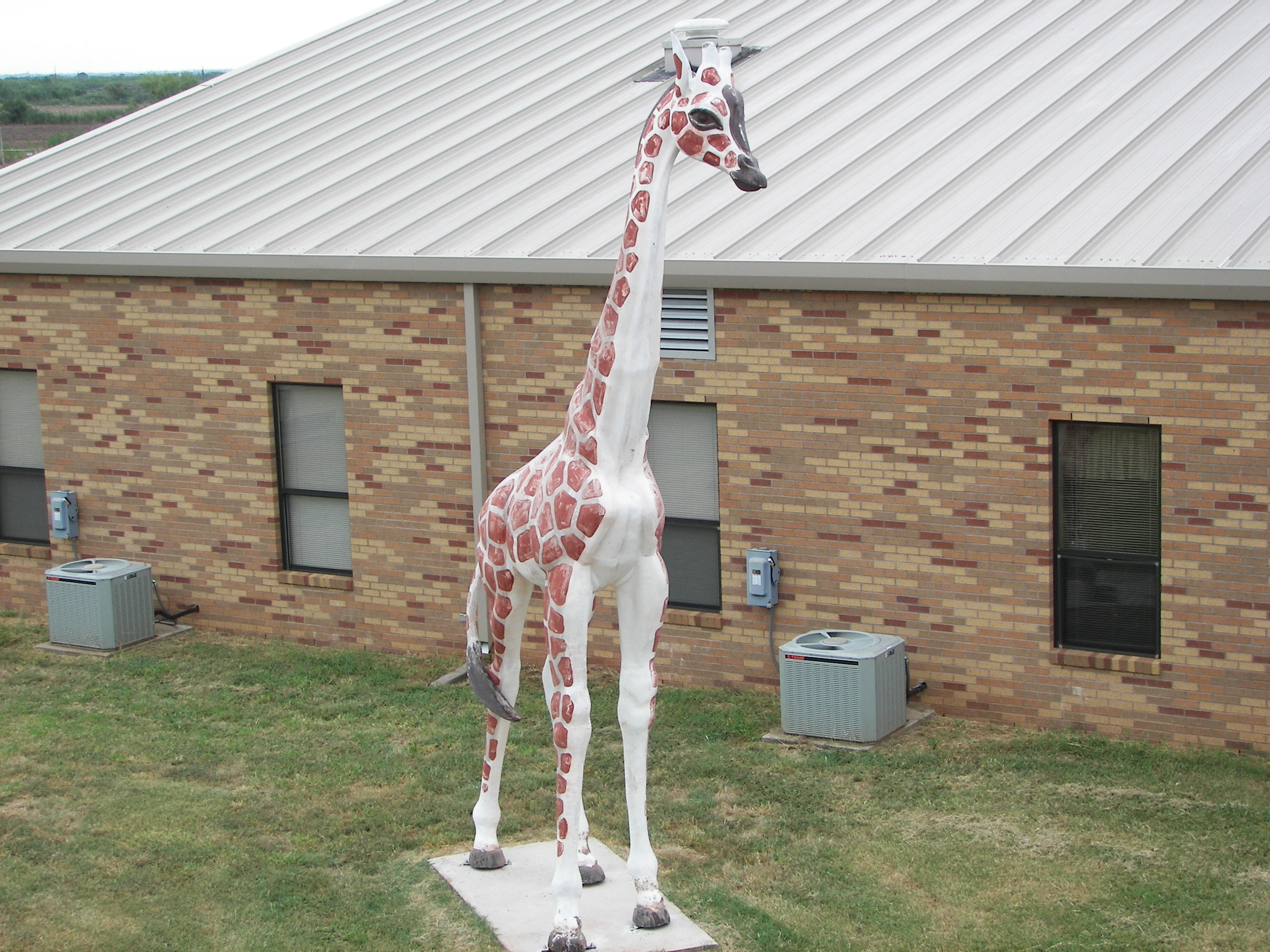 Giraffe 