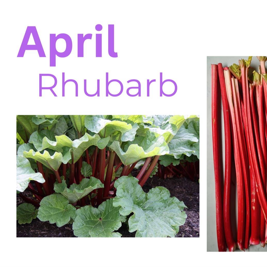 April Rhubarb Plant with fresh red rhubarb stalks against the green background.