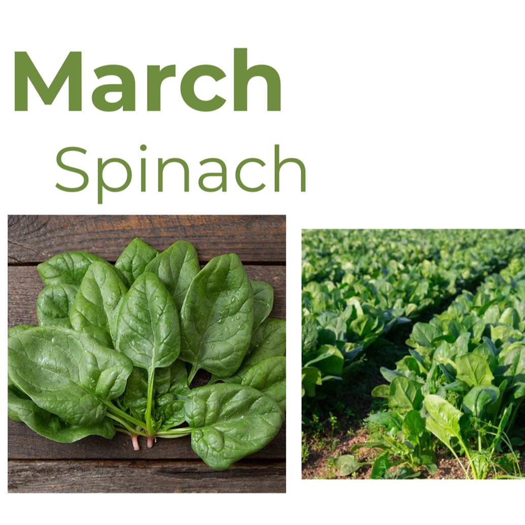 Freshly harvested spinach displayed on a wooden surface with fields of spinach in the background, indicating a thriving crop for March.