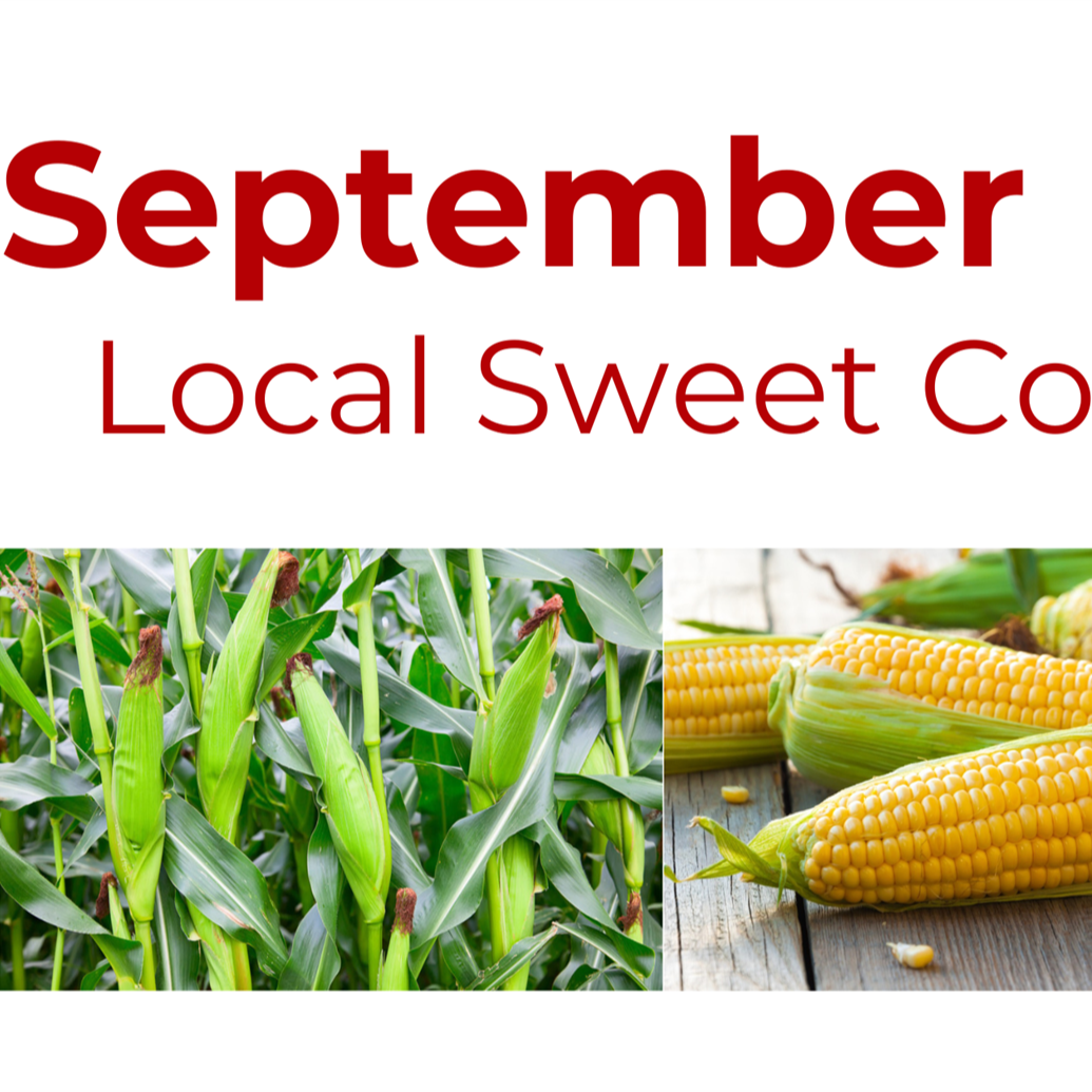 September local sweet corn, captured in three different photographs.