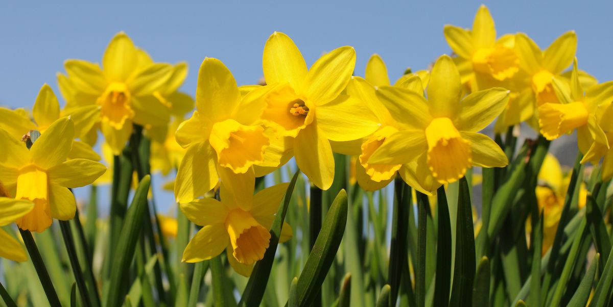 Daffodils