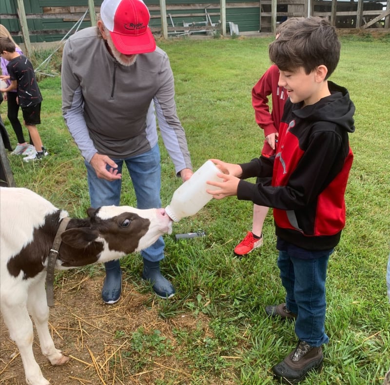 kid feeding a calf