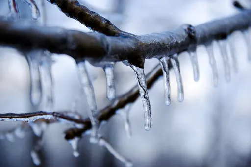 Icicles on a tree