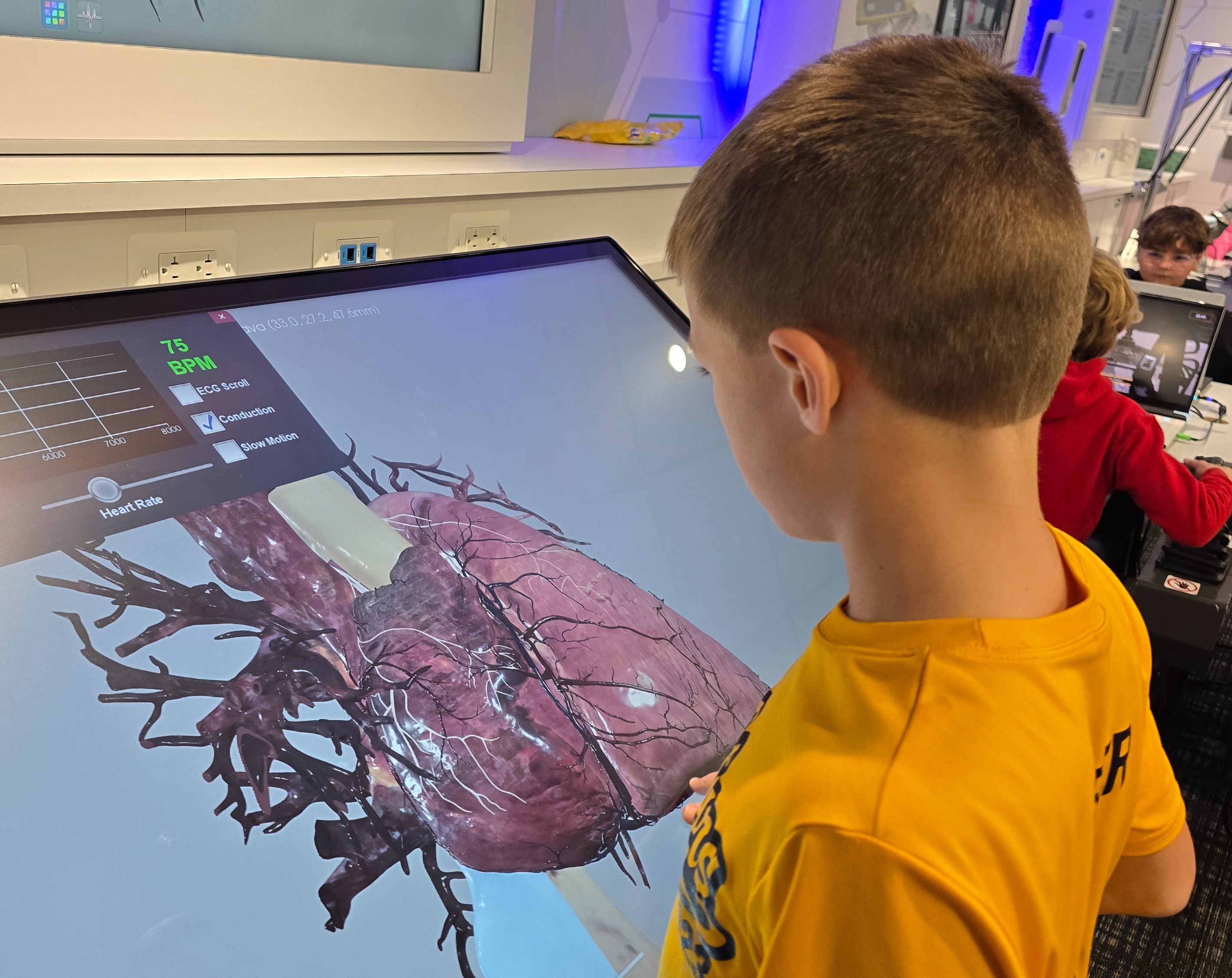 Boy looking at human heart simulation