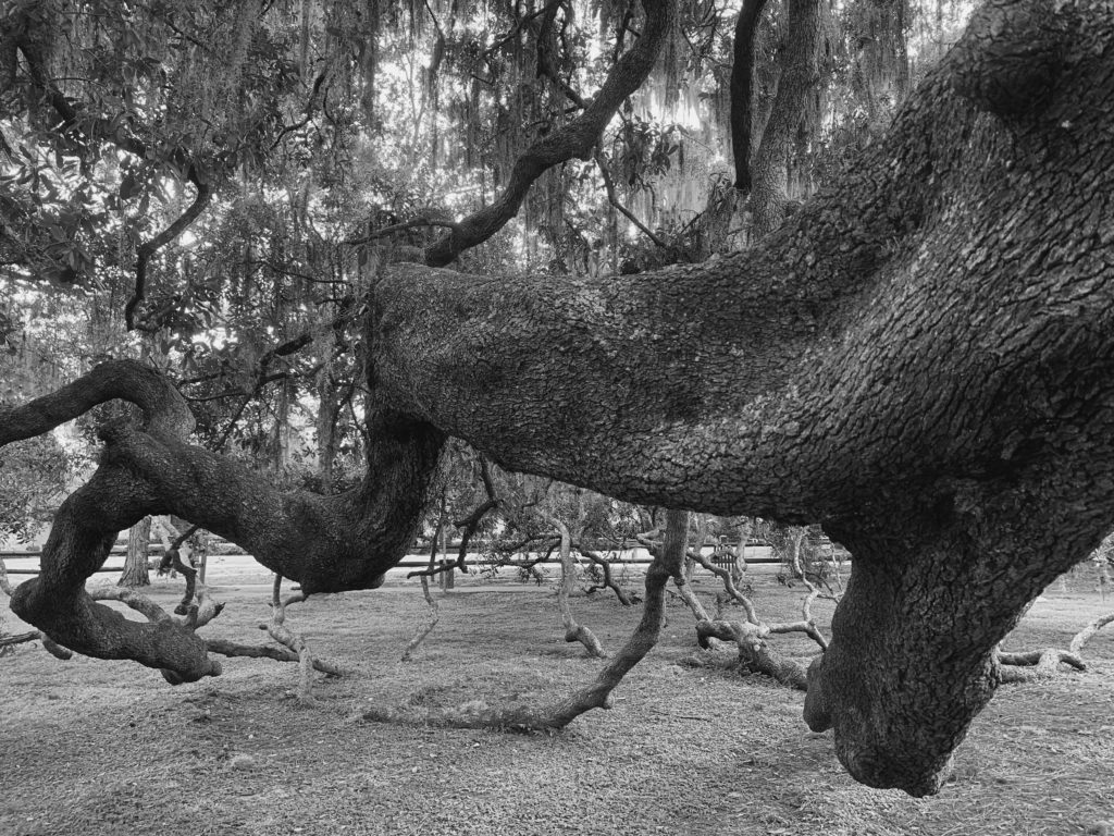 A close-up view of a large, gnarled tree branch with intricate textures and shapes, set against a blurred background of other tree branches.