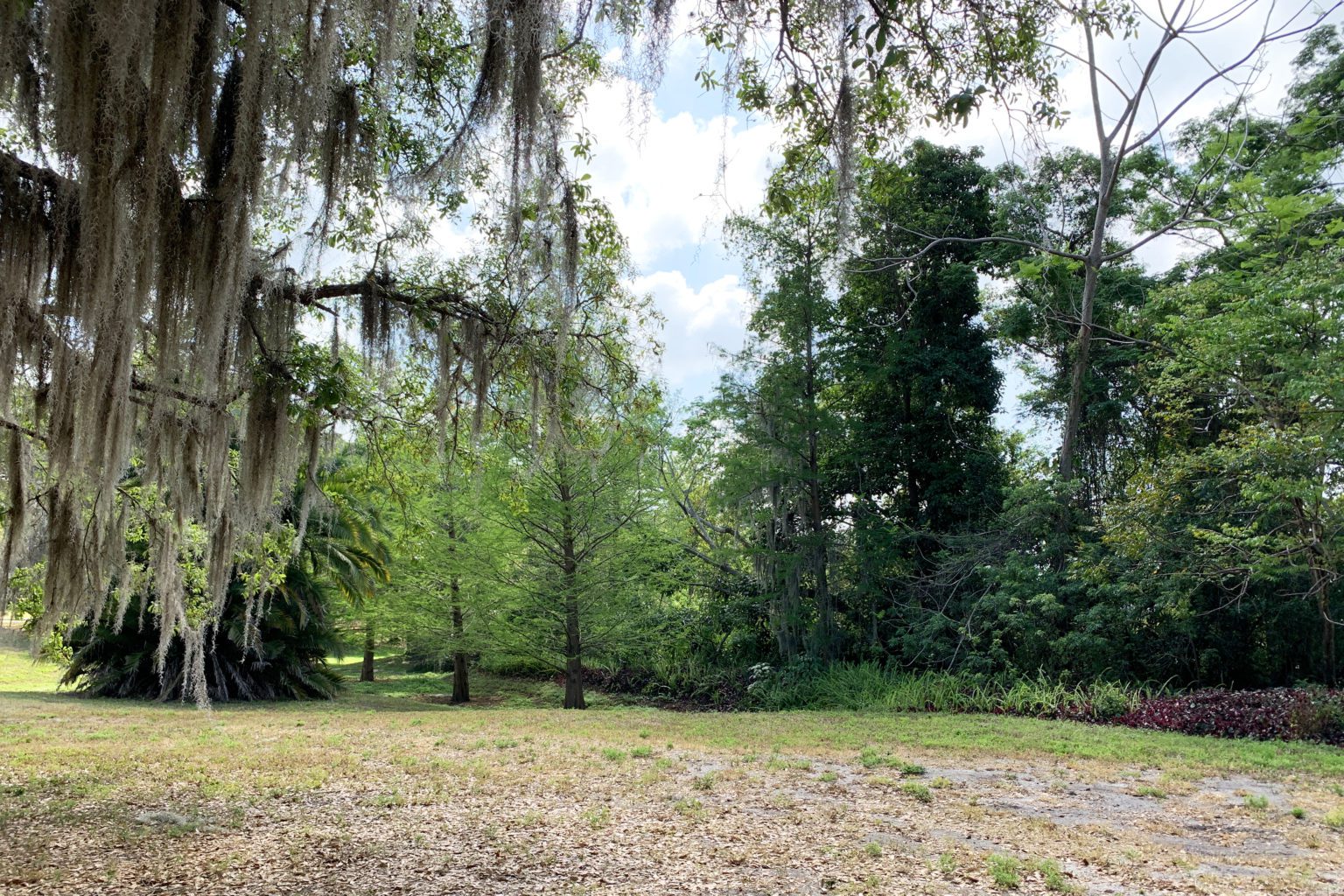Johnson Park trees