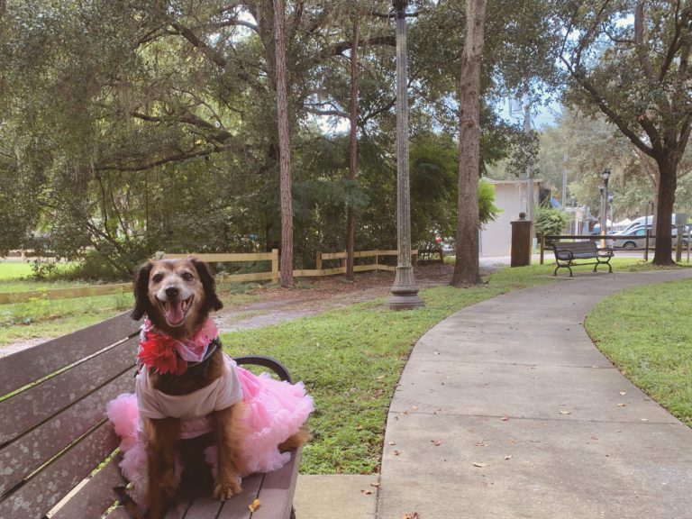 Dog in a pink dress sitting on a bench