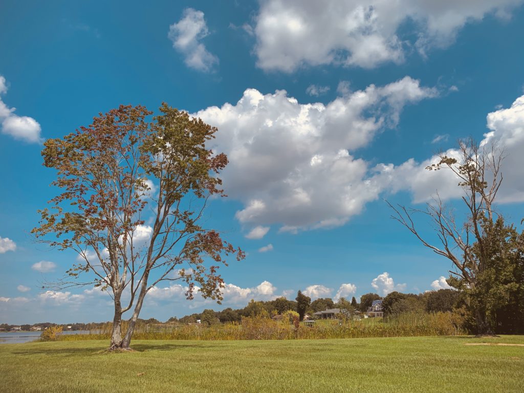 A scenic view of a grassy area with a few trees under a bright blue sky filled with fluffy white clouds.