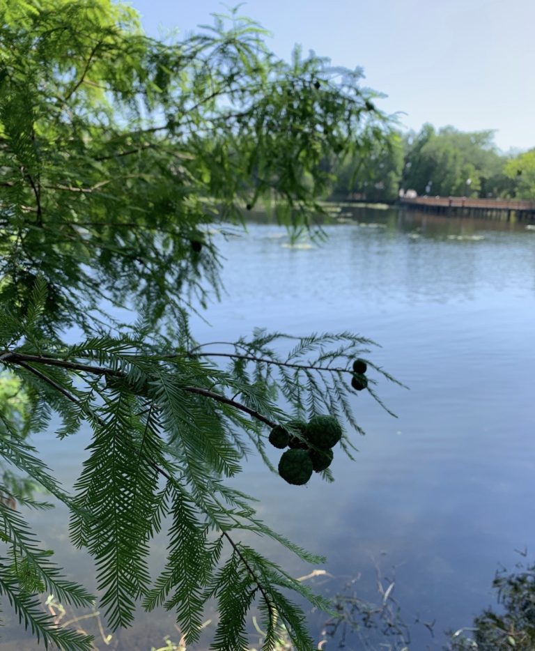 Cypress Trees – Majestic Lakefront Giants