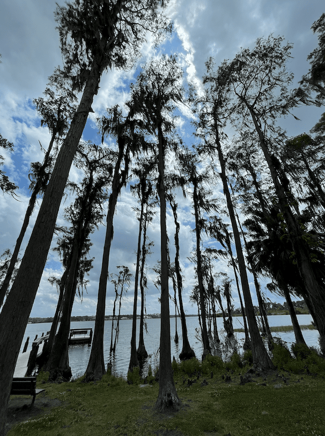 Cypress Trees – Majestic Lakefront Giants