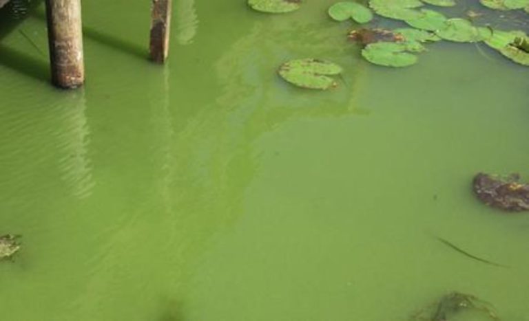 Algae Bloom
