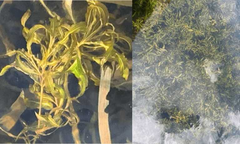 Illinois Pondweed