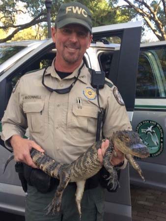 fwc witth an aligator