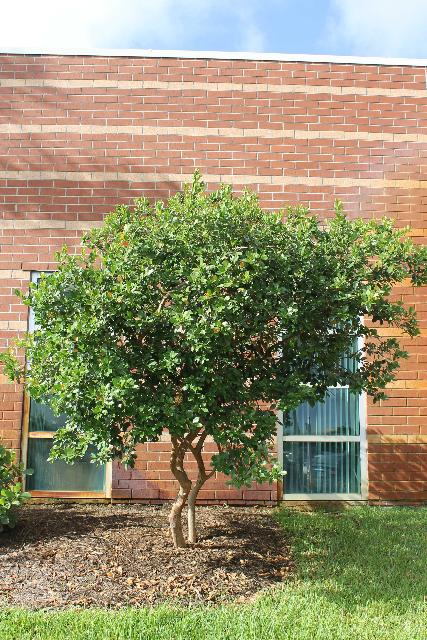 A small, bushy tree with green leaves stands in front of a brick wall and windows.
