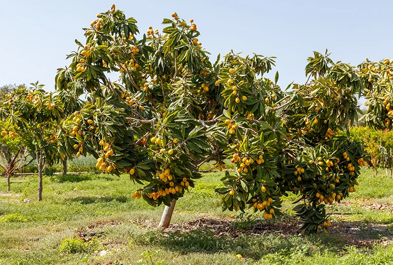 A fruit-laden tree with yellow fruits, surrounded by green grass and other trees in the background under a clear blue sky.
