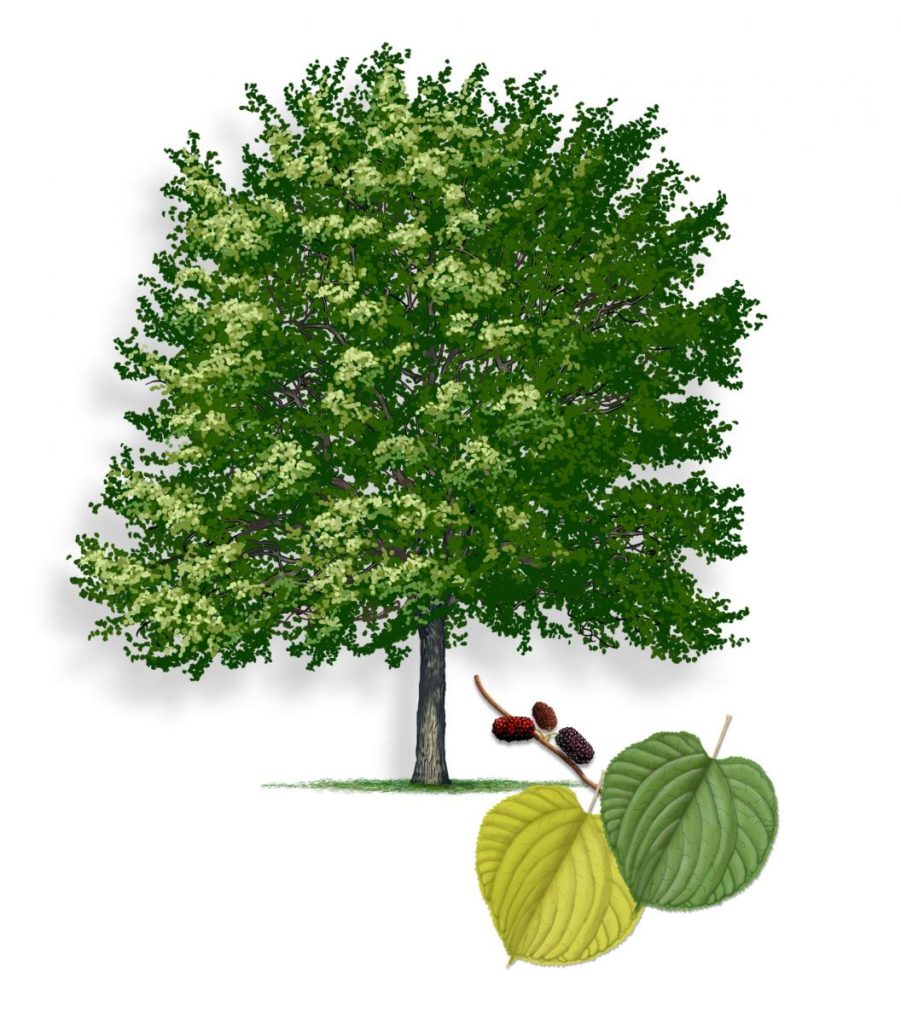 An illustration of a large green tree with a full canopy, accompanied by two leaves and seeds at the bottom.