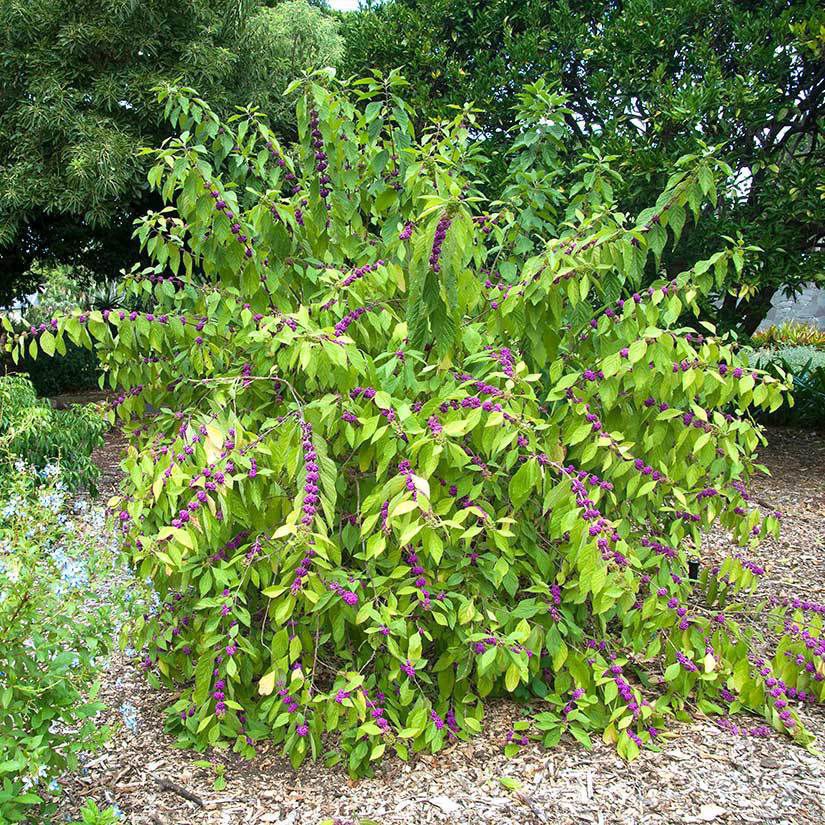 A lush green shrub with elongated leaves and clusters of purple flowers, surrounded by mulch and other greenery in a garden setting.